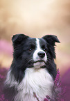 young male Border Collie