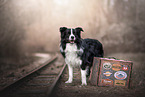 young male Border Collie