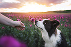 male Border Collie