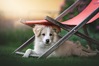 Border Collie Puppy