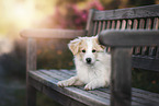 Border Collie Puppy