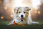 Border Collie Puppy