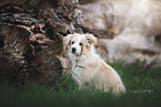 Border Collie Puppy