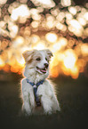 Border Collie Puppy