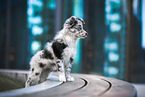 Border Collie Puppy