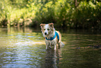 Border Collie in water