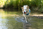 Border Collie in water