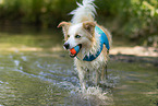 Border Collie in water