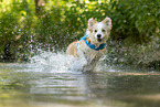 Border Collie in water