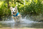 Border Collie in water