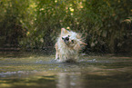 Border Collie in water