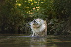 Border Collie in water