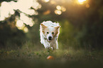 running Border Collie