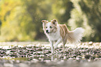 Border Collie on the shore