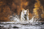 Border Collie on the shore