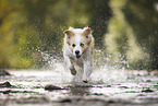 Border Collie on the shore