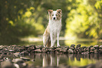 Border Collie on the shore