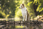 Border Collie on the shore