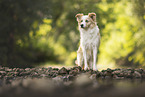 Border Collie on the shore