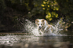 Border Collie on the shore