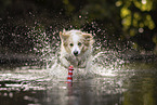 Border Collie on the shore