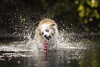 Border Collie on the shore