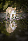 Border Collie on the shore