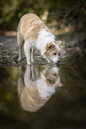 Border Collie on the shore