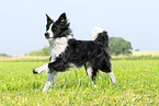 black-and-whit Border Collie
