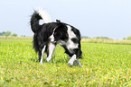 black-and-whit Border Collie