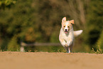 australianred Border Collie