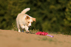 australianred Border Collie