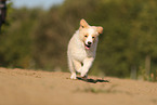 australianred Border Collie