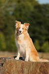 australianred Border Collie