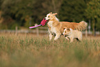 australianred Border Collie