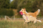 australianred Border Collie