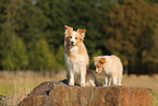 australianred Border Collie