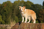 australianred Border Collie