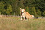 australianred Border Collie