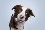 female Border Collie