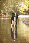 adult Border Collie