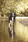 adult Border Collie