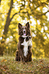 adult Border Collie