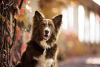 adult Border Collie