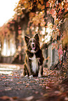 adult Border Collie