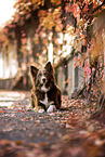 adult Border Collie