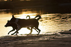 Border Collies