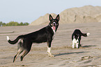 Border Collies