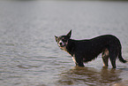 Border Collie