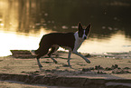 Border Collie